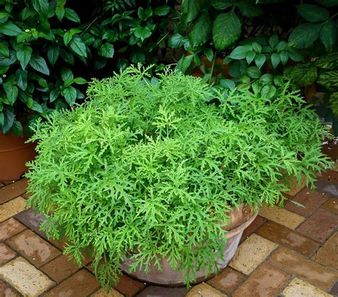 Citronella Mosquito Plant