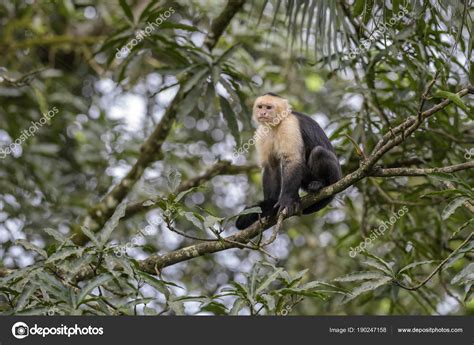 Citronfläckad Capuchin Cebus Capucinus Vackra Bronw Vita ...