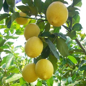Citrus limon peel extract   Amsar Goa Pvt. Ltd.
