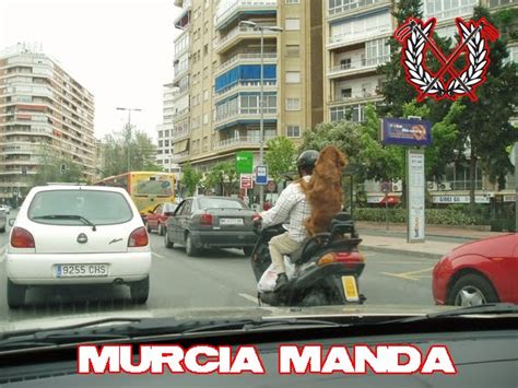 cityboys: Perros en moto. Murcia manda.