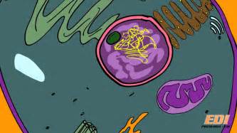 Clase 1: Células Procariotas y Eucariotas   YouTube