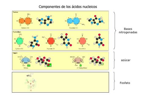Clase 5 Acidos Nucleicos