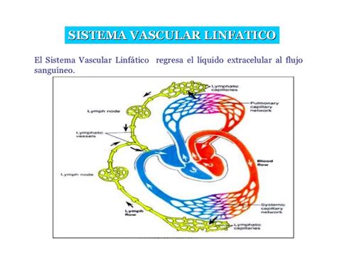 Clase 7 1 Sistema Linfatico