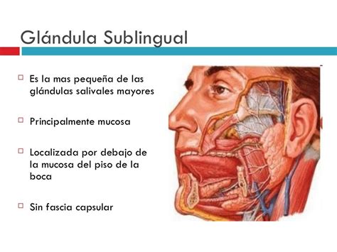 Clase de glandulas salivales en ORL