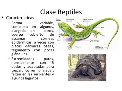 Clase reptiles 2013