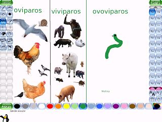 Clases De Animales Oviparos Viviparos Y Ovoviviparos   Variaciones Clase