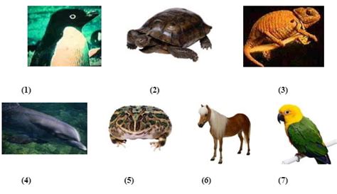 Clases de animales vertebrados  El reino animal    Curalia