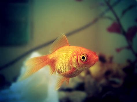 Clases de peces para acuarios | webanimales.com