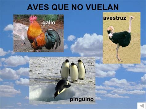 Clasificación animales