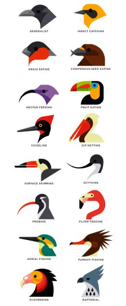 Clasificación aves, todas las aves clasificadas   Mi mascota web