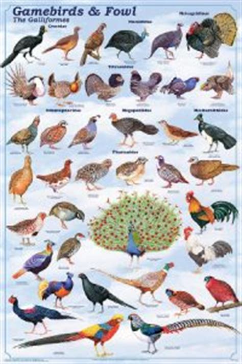 Clasificación aves, todas las aves clasificadas   Mi ...
