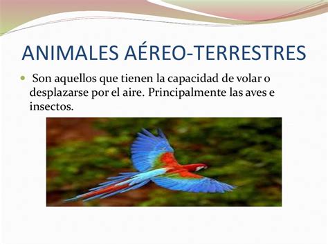 CLASIFICACIÓN DE ANIMALES: ACUÁTICOS. AÉREOS TERRESTRES Y TERRESTRES.