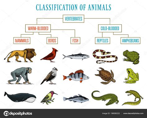 Clasificación de Animales. Reptiles anfibios mamíferos aves. Cocodrilo ...