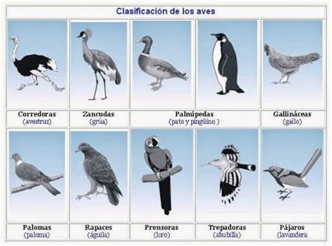 CLASIFICACIÓN DE AVES | Coñecemento | Aves, Animales y ...