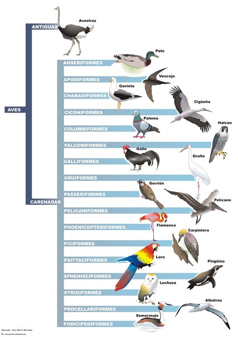 Clasificación de aves   Curriculum Nacional. MINEDUC. Chile.