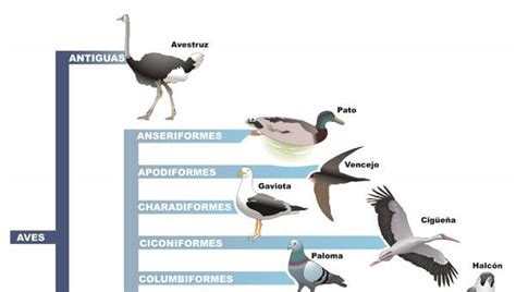 Clasificación de aves   Curriculum Nacional. MINEDUC. Chile.