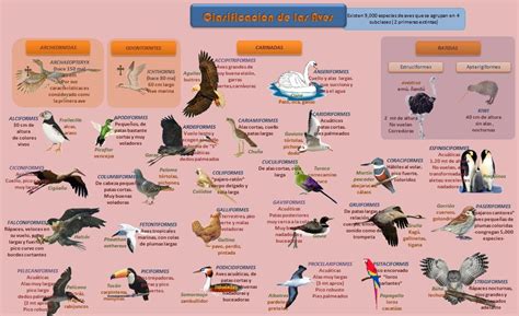 Clasificación de aves | Mis Intereses | Vertebrados e ...