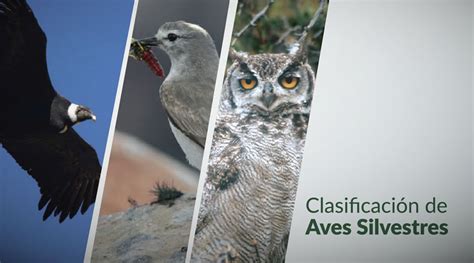 Clasificación de aves silvestres | www.mendoza.edu.ar