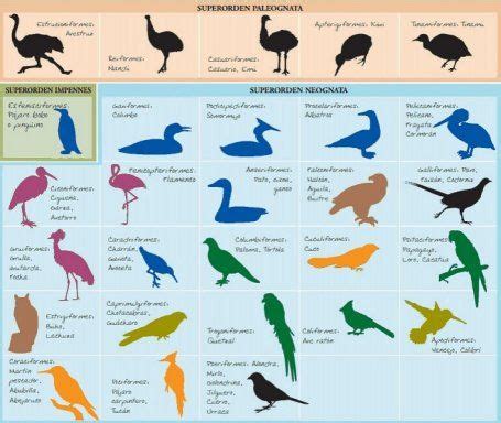 clasificacion de las aves | Cuidar de tu mascota es ...
