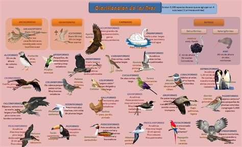 Clasificación de las Aves