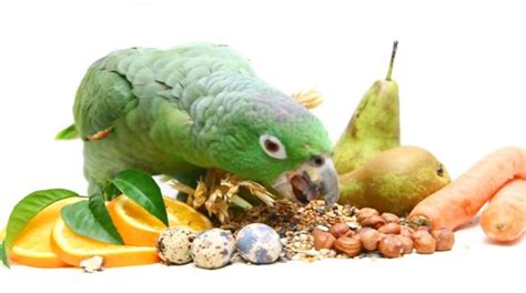 Clasificacion de las aves segun su alimentacion. Conoce su dieta.