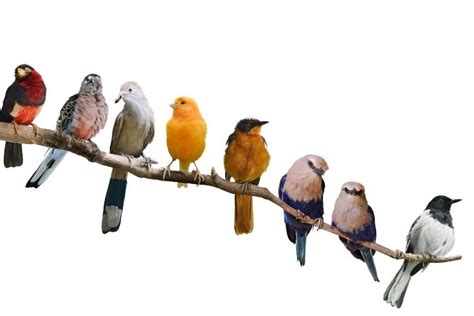 Clasificación de las aves según su alimentación | SEO GuyThony