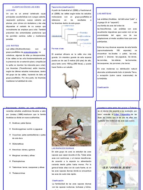 CLASIFICACIÓN DE LAS AVES triptico.docx | Anatidae | Tetrápodos