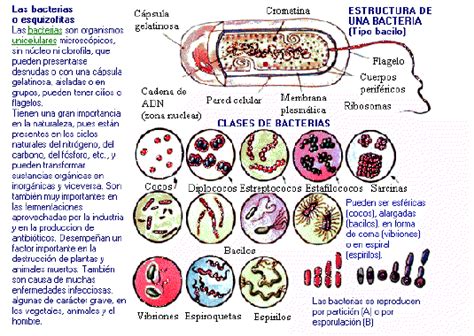 Clasificación de las bacterias   Imagui