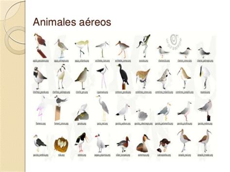 CLASIFICACIÓN DE LOS ANIMALES: ANIMALES AEREOS