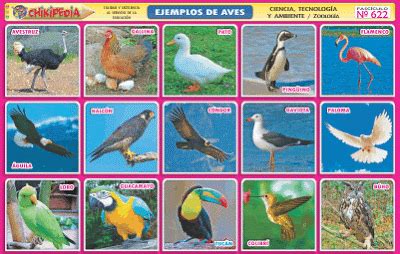 Clasificación de los animales : Animales terrestres, aéreos y acuáticos
