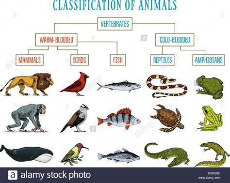 Clasificación de los animales. Los reptiles anfibios ...