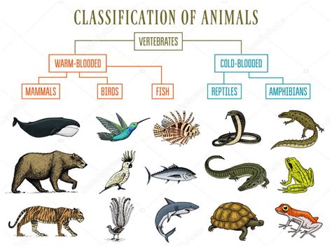 Clasificación de los animales. Reptiles anfibios mamiferos aves ...