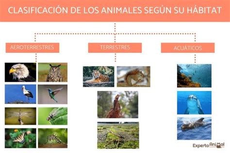 Clasificación de los ANIMALES según su DESPLAZAMIENTO   con IMÁGENES