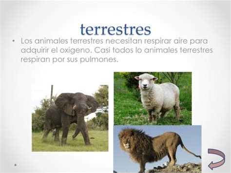 Clasificación de los ANIMALES según su DESPLAZAMIENTO   con IMÁGENES