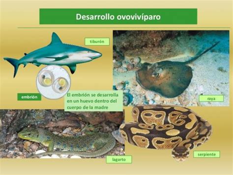 Clasificación de los ANIMALES según su REPRODUCCIÓN: ovíparos ...