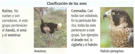 Clasificación de los Aves | Juan Clemente | Flickr
