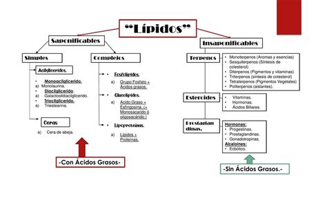 Clasificación de los lípidos y esquema de su estructura | Estructura ...