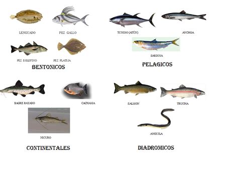 Clasificación de los peces   EcuRed