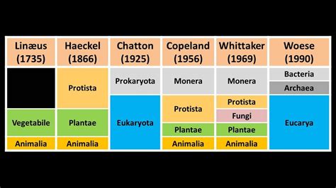 Clasificación de los seres vivos: Niveles taxonómicos ...