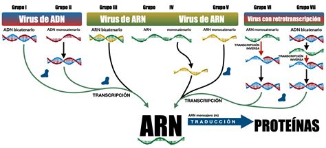 Clasificacion De Los Virus Segun Su Material Genetico   Acerca de ...