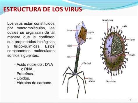 clasificacion de virus