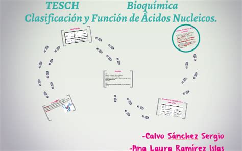 Clasificación y Función de Ácidos Nucleicos. by S Sergio Calvo