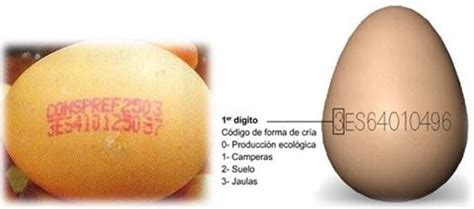 Clasificación y procedencia de los huevos de gallina, Categoría ...