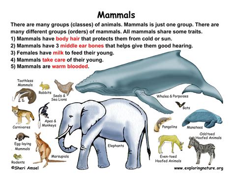 Class   Mammals  Grade K 3