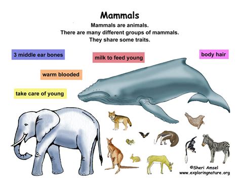 Class   Mammals  Grade K 3