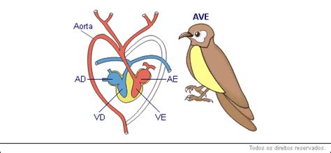 Classe das Aves   Características das Aves | Educabras