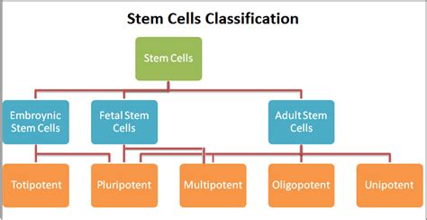 Classes of stem cells   Explore Stem Cells