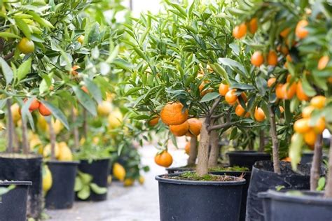 Claves para cultivar árboles frutales en macetas