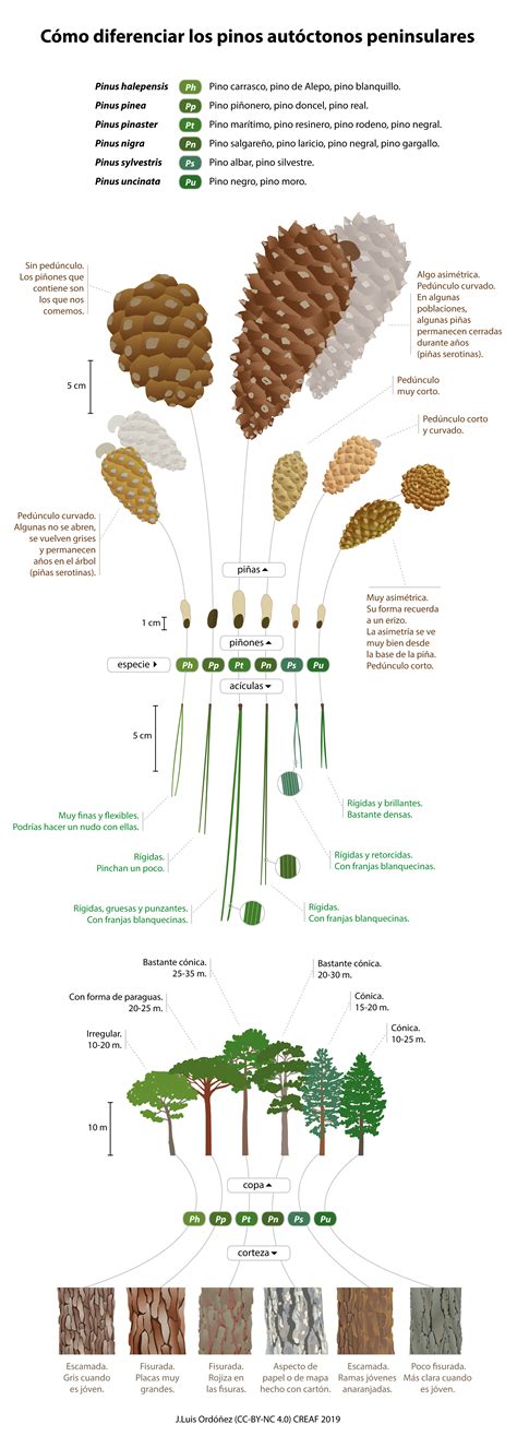 Claves para identificar las diferentes especies de pinos, ¡infografía ...