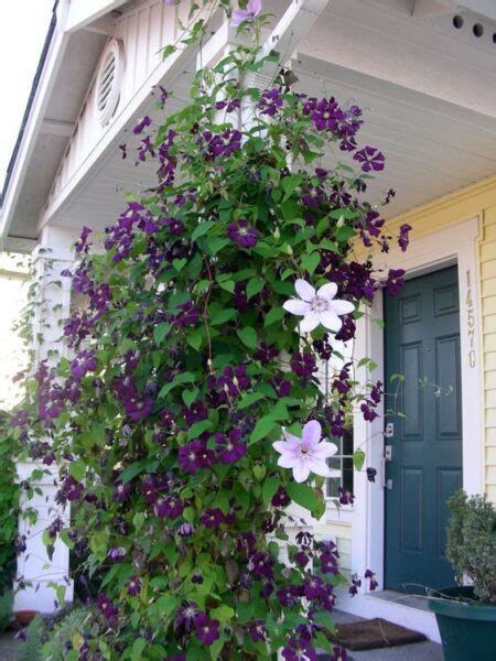 clemátide planta trepadora con flores violeta   Casa Web